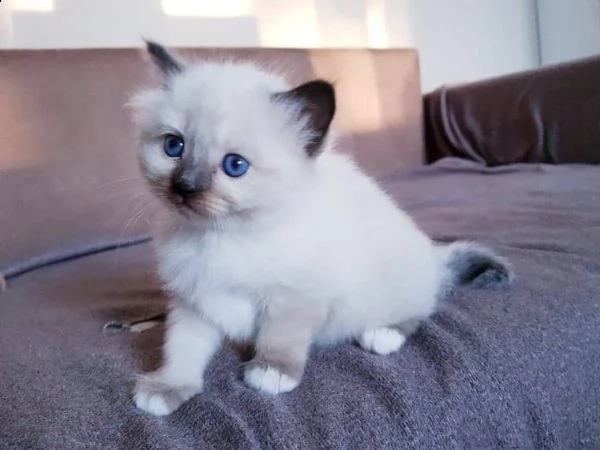 offro in regalo sacro birmani gattini con pedigree  cuccioli di  sacro birmani siamo urgentemente a