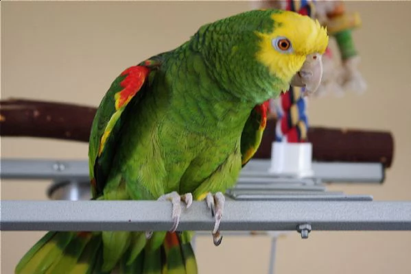 amazzone di pappagalli i ucelli di pappagalli sono disponibili per ladozione con tutte le vaccinaz
