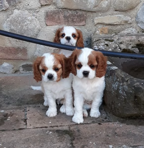 subito disponibili 3 femminucce e 1 maschietto di cavalier king praga rosso cervo hanno 60gg svermat
