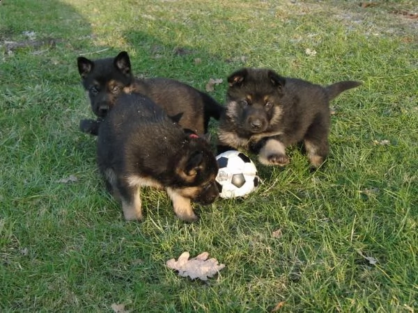 splendidi cuccioli pastore tedesco