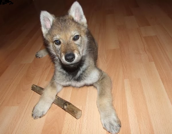 cucciolo di lupo disponibile