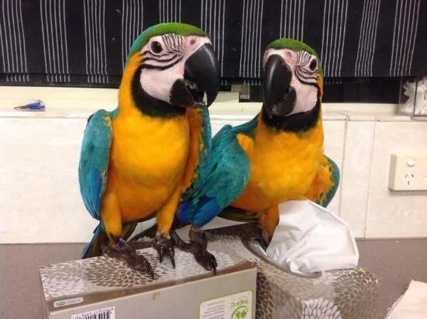 pappagalli ara blu e oro disponibili | Foto 0