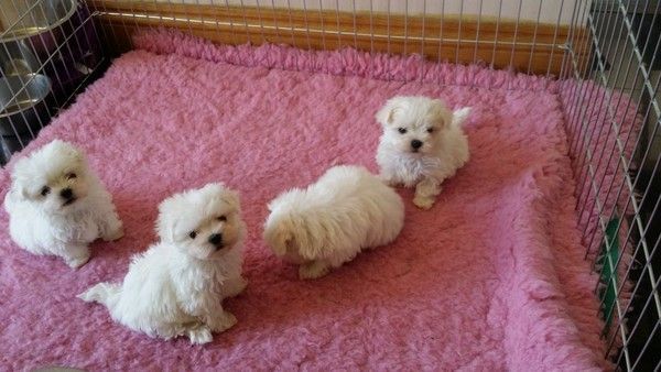 Regalo Maltese da Privato a Napoli offro in regalo maltese ...