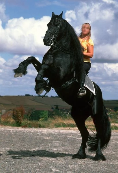 cavallo frisone  8 anni  alla ricerca di un nuovo fantino  ottimo carattere bellissimo movimento