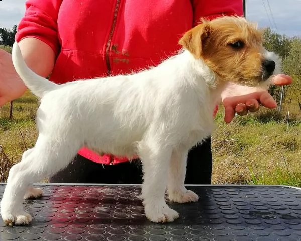 cuccioli parson russell terrier