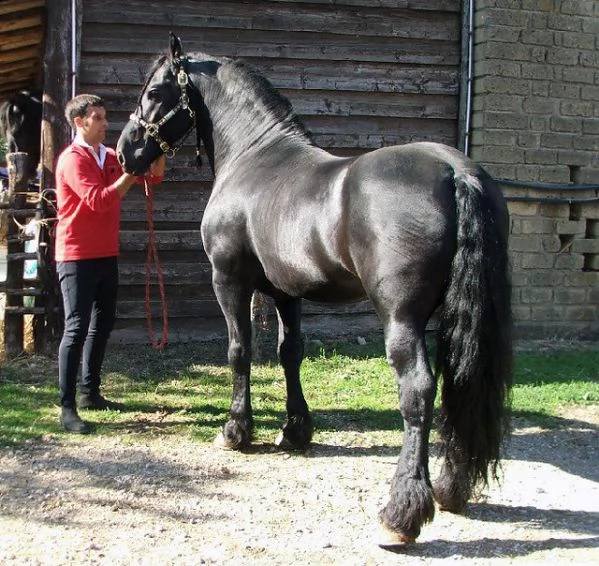 cavallo frisone  8 anni  alla ricerca di un nuovo fantino  ottimo carattere bellissimo movimento