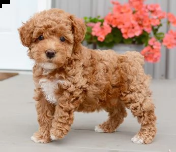 offro in regalo barboncino cuccioli con pedigree  cuccioli di  barboncino siamo urgentemente alla r