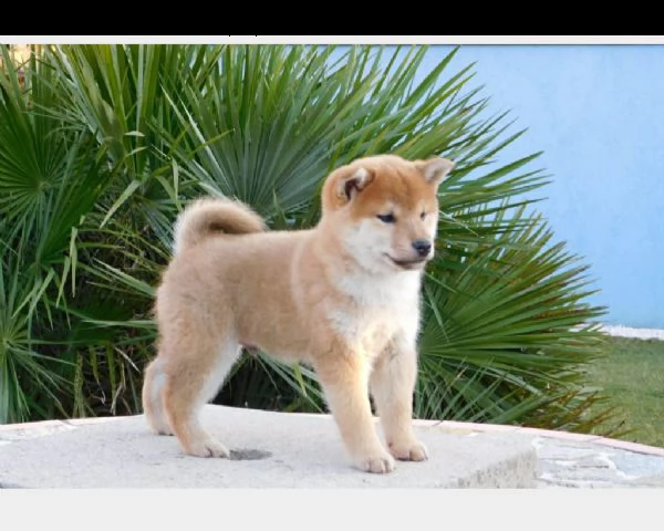 cuccioli shiba inu senza pedigree | Foto 0