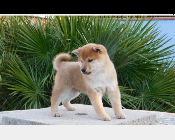 cuccioli shiba inu senza pedigree