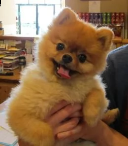 giocattolo regalo cuccioli di jiff pom i cuccioli di jiff pom sono disponibili per ladozione con t