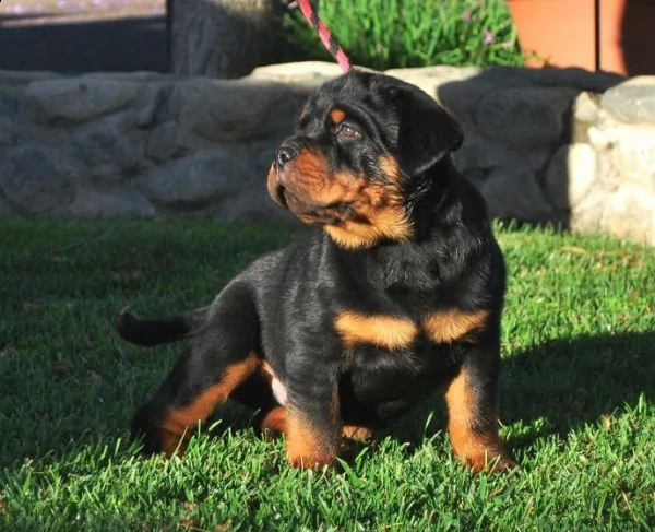 offro in regalo rotweiller cuccioli con pedigree  cuccioli di rotweiller siamo urgentemente alla ri