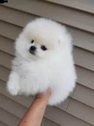 cuccioli di micro pomerania disponibile per ladozione statura molto piccola i cuccioli hanno circ | Foto 0