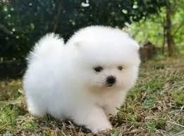 cuccioli di micro pomerania disponibile per ladozione statura molto piccola i cuccioli hanno circ