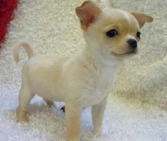cuccioli di chihuahua gratuito abbiamo cuccioli di chihuahua disponibile versione maschile e femmi
