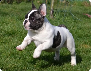 bull dog francese cuccioli belli e simpatici maschio e femmina pronti per una casa affettuosa per 