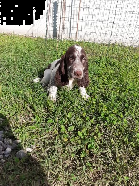 cocker spaniel  | Foto 1