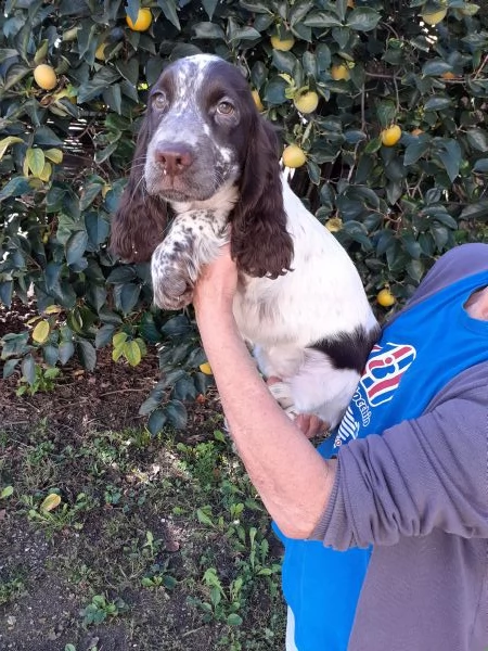 cocker spaniel  | Foto 0