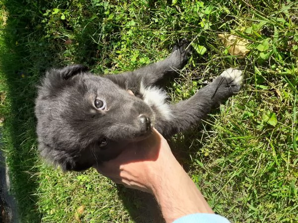 border collie  | Foto 0
