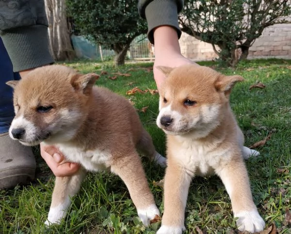 shiba inu 
