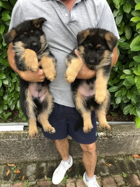 pastore tedesco solo maschietti