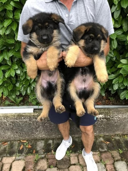 pastore tedesco solo maschietti | Foto 2