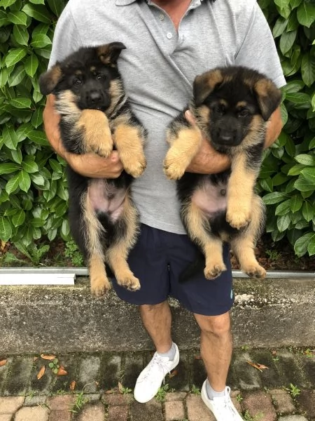 pastore tedesco solo maschietti | Foto 1