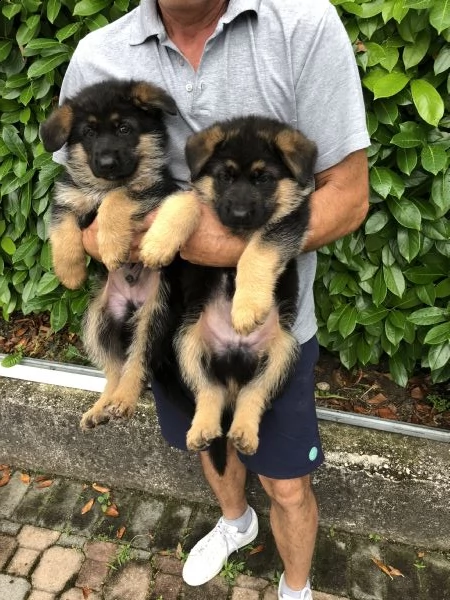 pastore tedesco solo maschietti | Foto 0