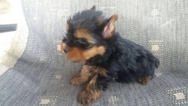 yorkshire femminuccie | Foto 1