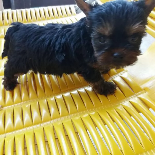 yorkshire femminuccie