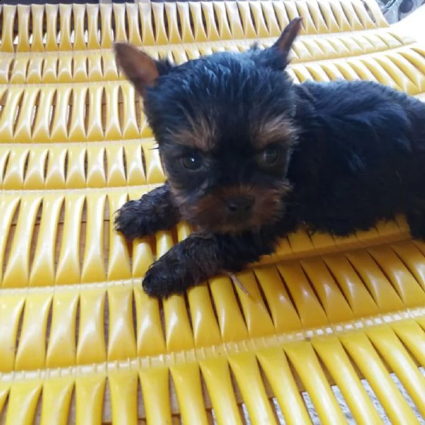 yorkshire femminuccie | Foto 0