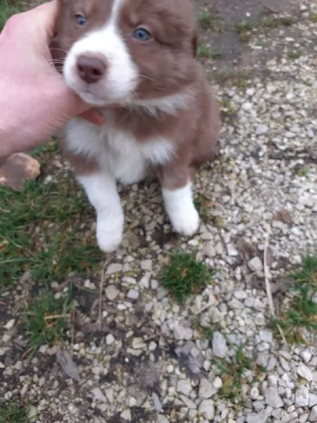 border collie  | Foto 1