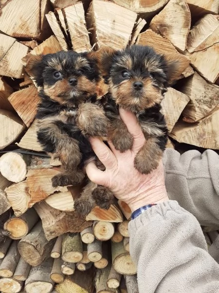 yorkshire maschietti toy | Foto 1