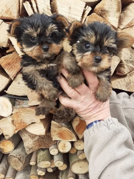 yorkshire maschietti toy | Foto 0