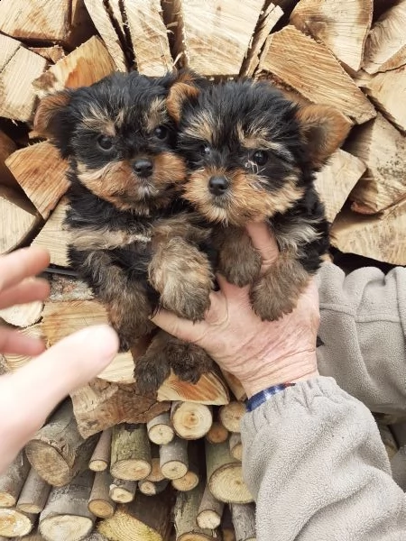 yorkshire maschietti toy