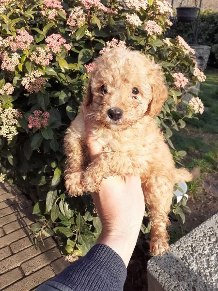 barboncino nano red  | Foto 0