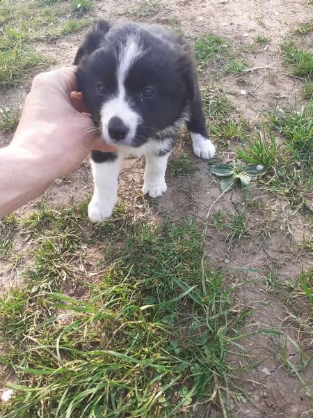 border collie  | Foto 0