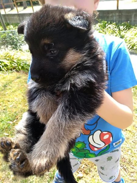 pastore tedesco  | Foto 1