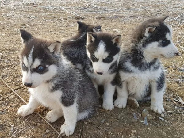 siberian husky solo maschietti