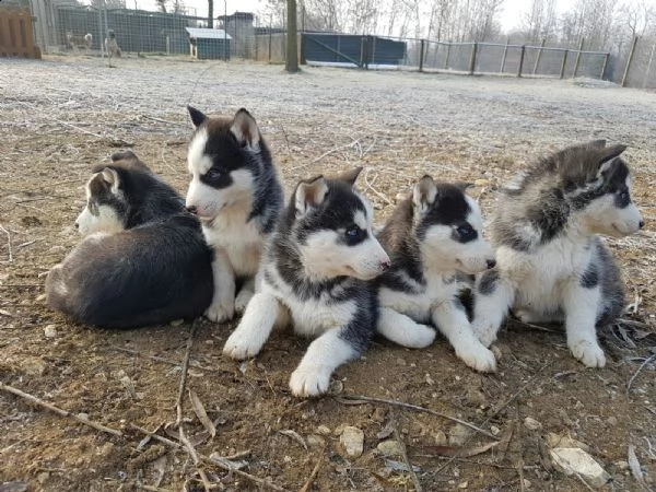 siberian husky solo maschietti | Foto 0