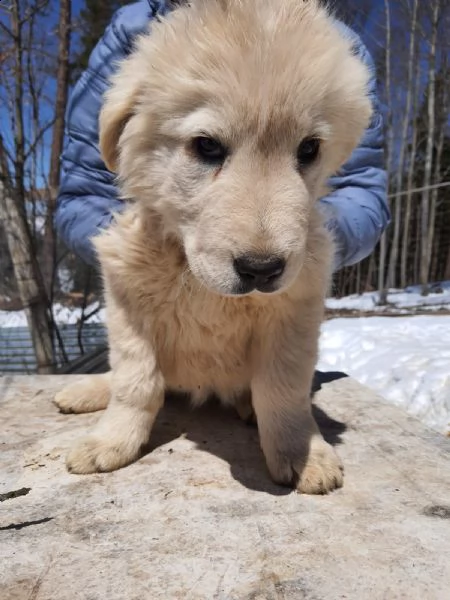 pastore maremmano abruzzese femminuccia
