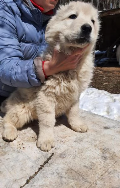 pastore maremmano abruzzese femminuccia | Foto 1