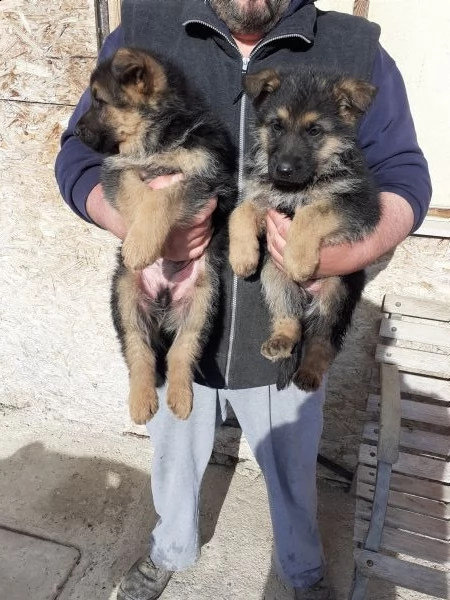 pastore tedesco solo maschietti  | Foto 2