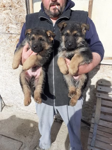 pastore tedesco solo maschietti  | Foto 1