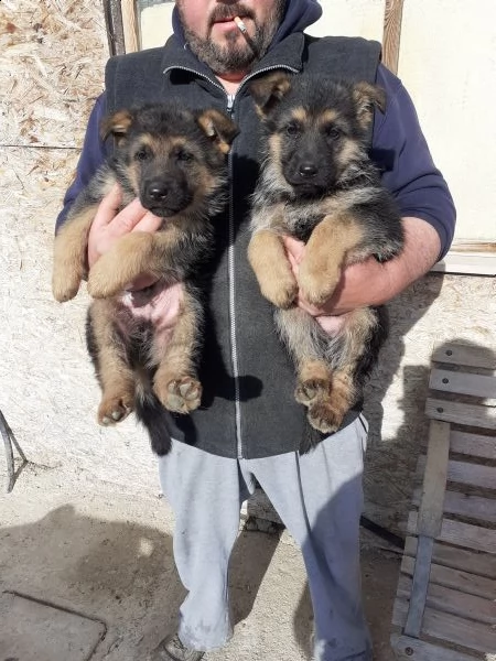 pastore tedesco solo maschietti  | Foto 0