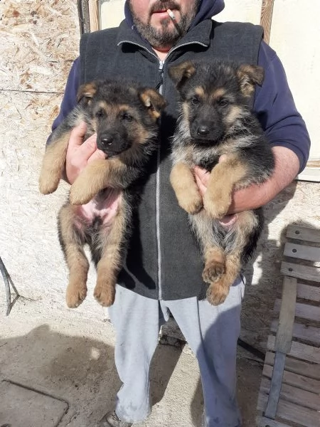 pastore tedesco solo maschietti 