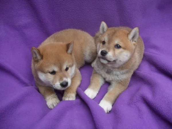 shiba inu due maschietti