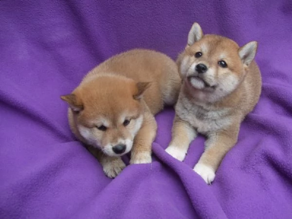 shiba inu due maschietti | Foto 1