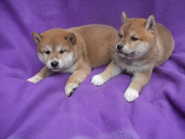 shiba inu due maschietti | Foto 0