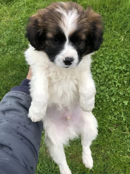 snoopy (maltese x jack russell)  | Foto 1
