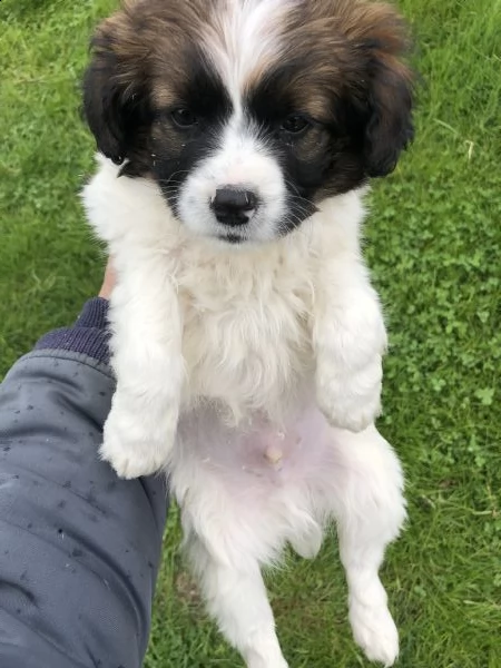 snoopy (maltese x jack russell) 
